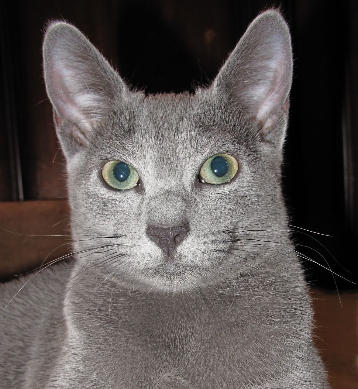 Русская голубая кошка шартрез