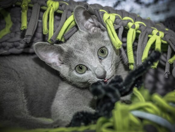 фото котенок русская голубая Гиперборей